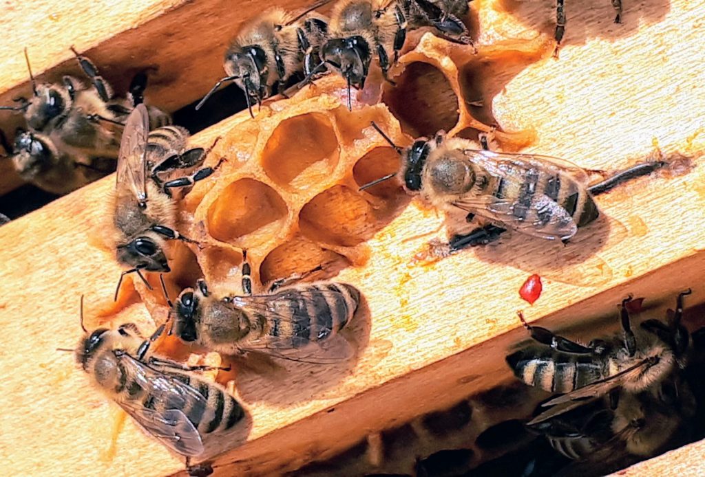 The Honey Bee - Beekeepers will take these bees for free