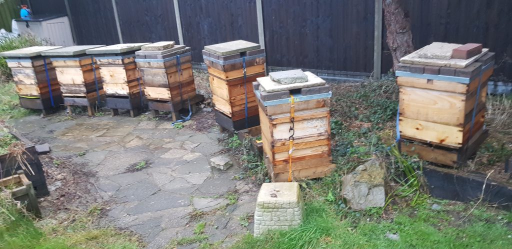 Bees in my back garden apiary