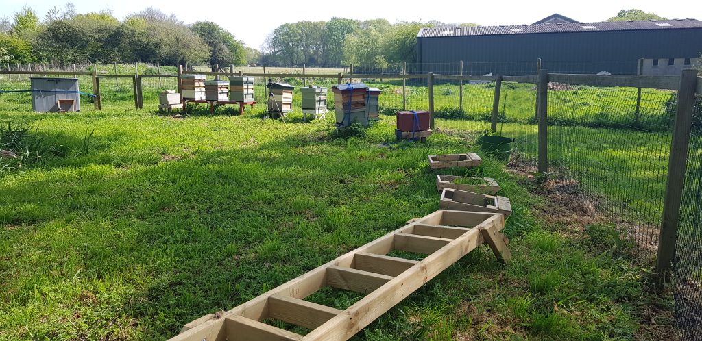 The first apiary that was our mistake