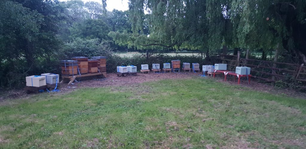 Our apiary all cleared and ready to house the bees