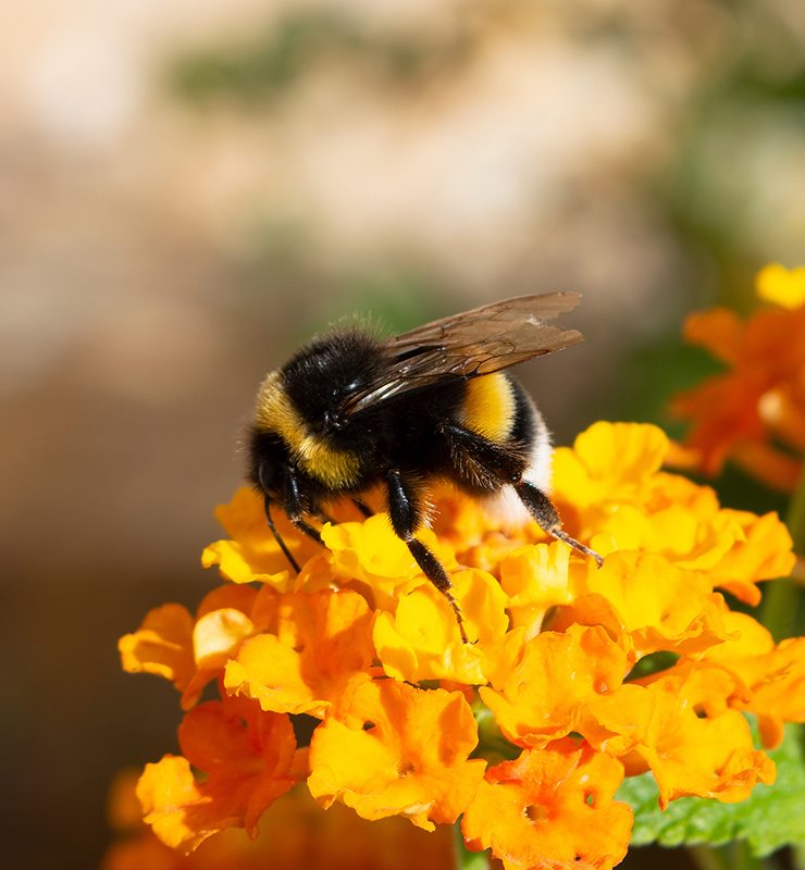 Will beekeepers remove bees for free - The Garden Bumble Bee
