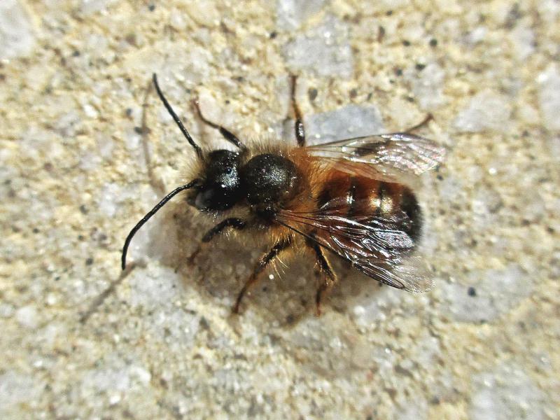 Will beekeepers remove bees for free - The Red Mason Bee
