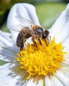 How do bees Make honey - honey bee